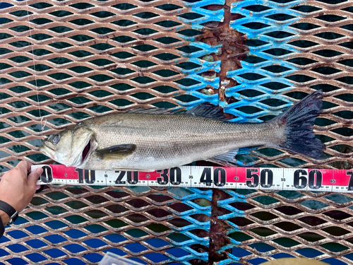 オリジナルメーカー海釣り公園