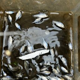 タイリクバラタナゴ