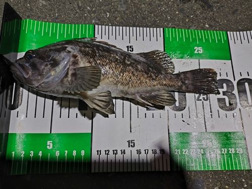 クロソイの釣果