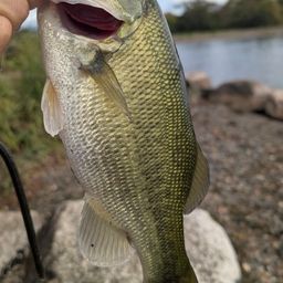 ラージマウスバス