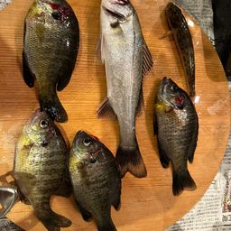 セイゴ（ヒラスズキ）