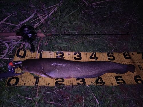 ニホンナマズの釣果