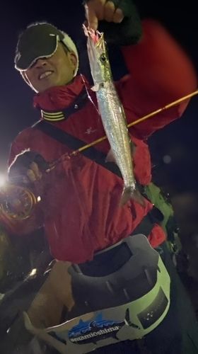 アカカマスの釣果