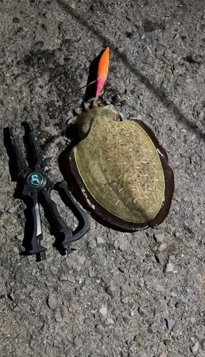 コウイカの釣果