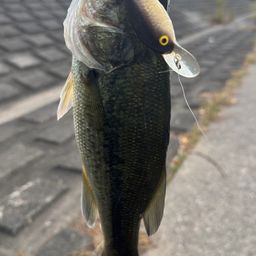 ラージマウスバス