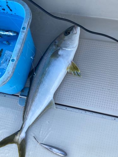 ヒラマサの釣果