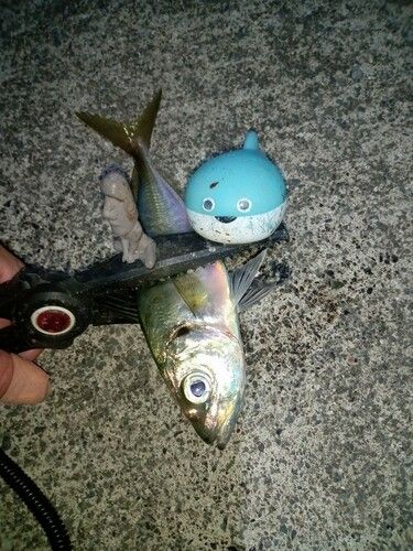 マアジの釣果