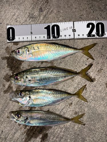アジの釣果