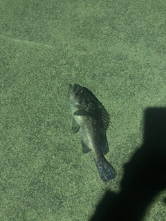 クロソイの釣果