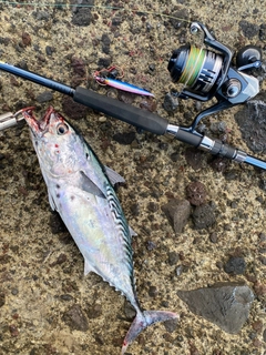 スマガツオの釣果