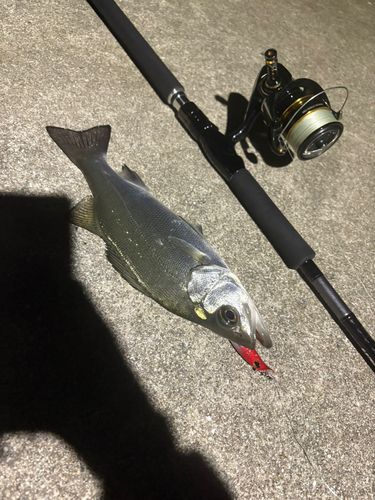 セイゴ（ヒラスズキ）の釣果