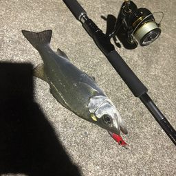 セイゴ（ヒラスズキ）