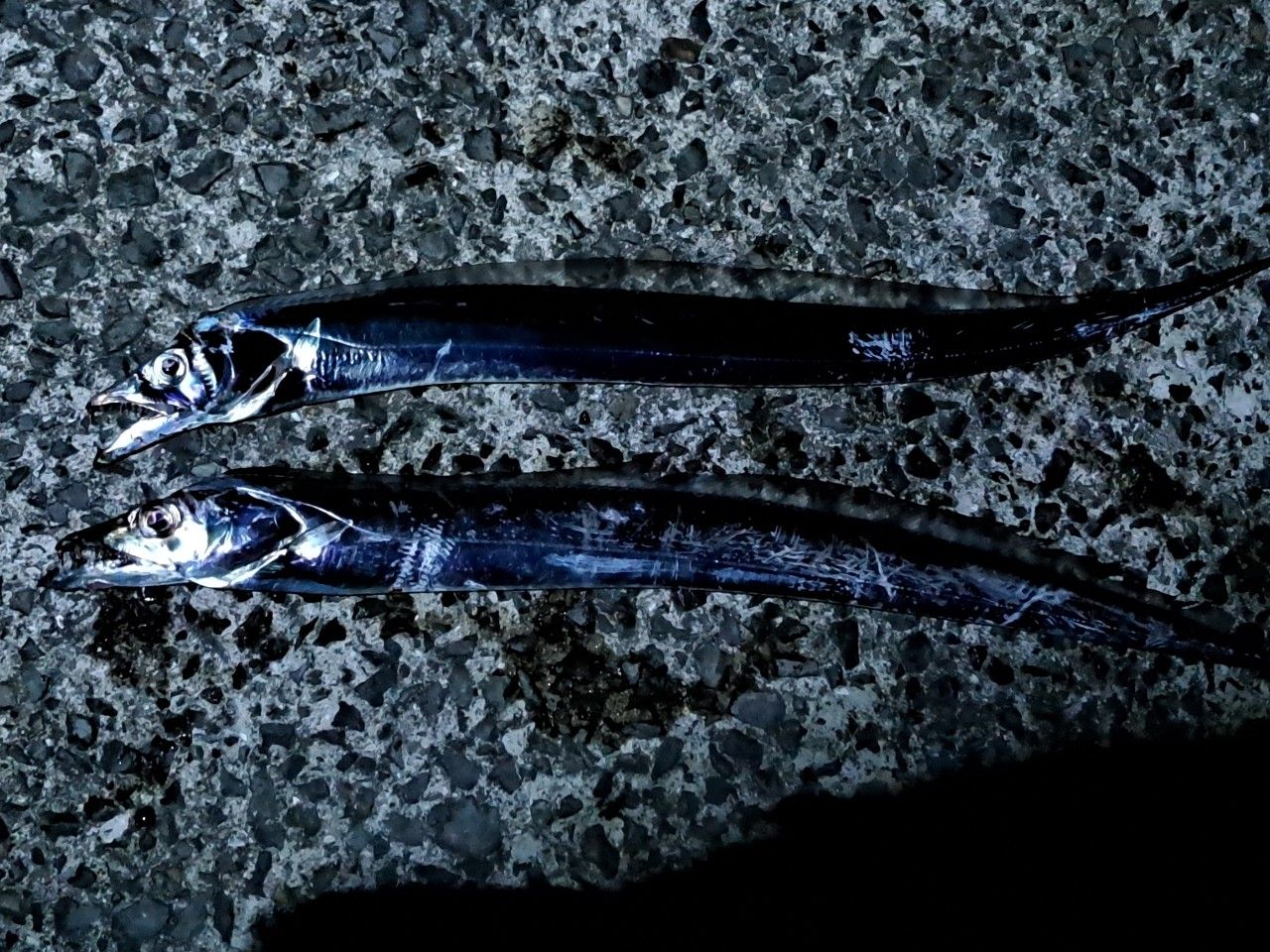 DAIWA 21月下美人 MX 78ML-T・Nの最安値・インプレ・釣果 | 本音の