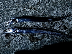 タチウオの釣果