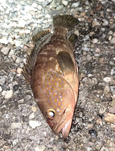 キジハタの釣果