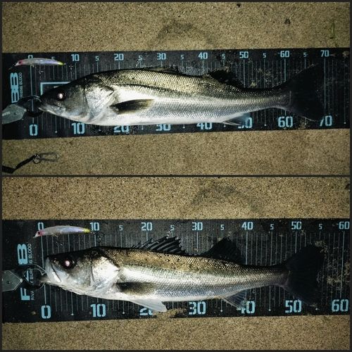 シーバスの釣果