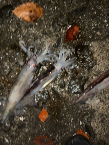 スルメイカの釣果