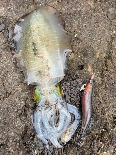 アオリイカの釣果