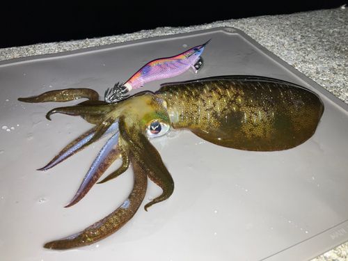 アオリイカの釣果