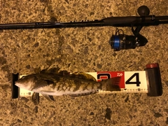 アイナメの釣果