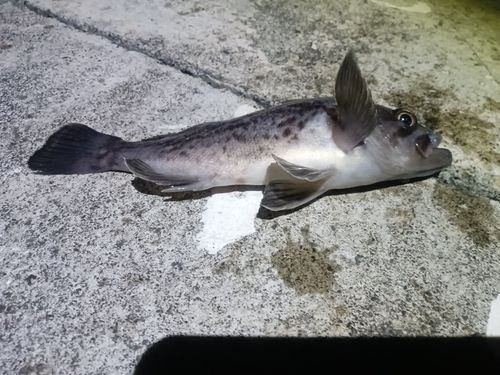 キラキラ公園（苫小牧西港）