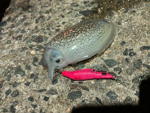 ヒイカの釣果