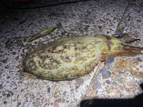 東京湾（富津〜金谷）