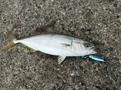 ヤズの釣果