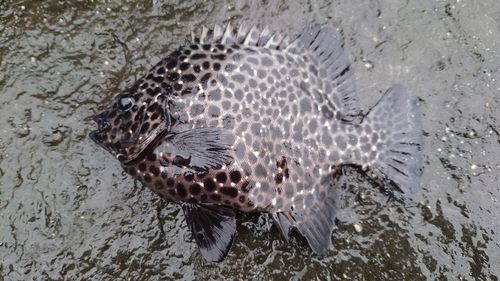 イシガキダイの釣果
