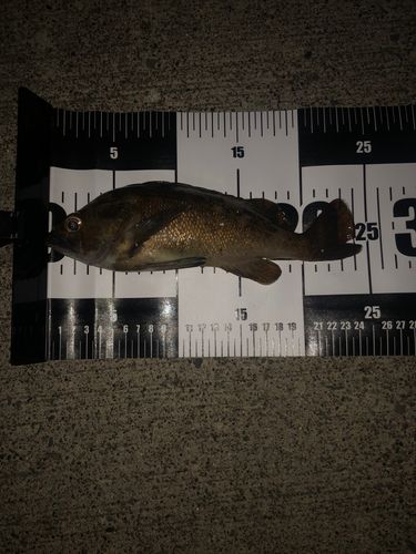 エゾメバルの釣果