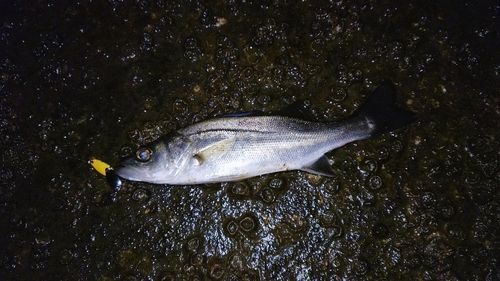 セイゴ（マルスズキ）の釣果