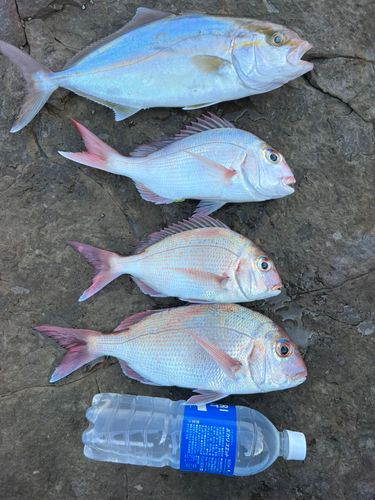 タイの釣果