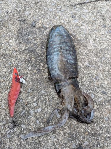 アオリイカの釣果