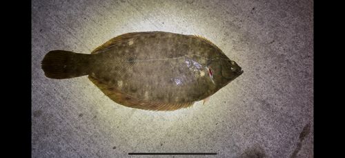 金沢水際線緑地（福浦岸壁）