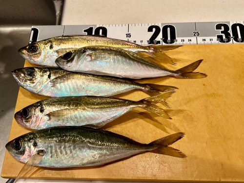 アジの釣果