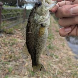 ラージマウスバス