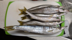 アカカマスの釣果