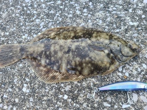 カレイの釣果