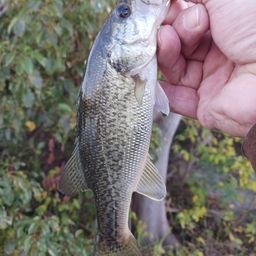 ラージマウスバス