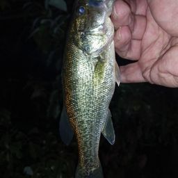 ラージマウスバス