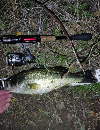 ラージマウスバスの釣果