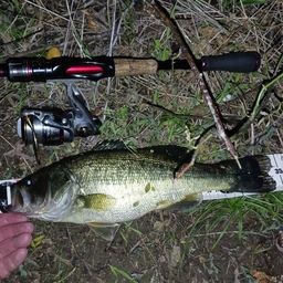 ラージマウスバス