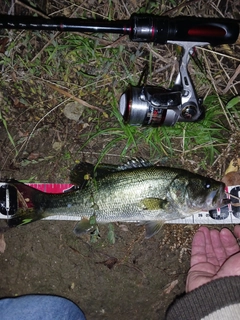 ラージマウスバスの釣果