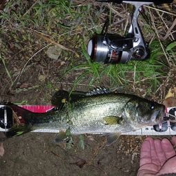 ラージマウスバス