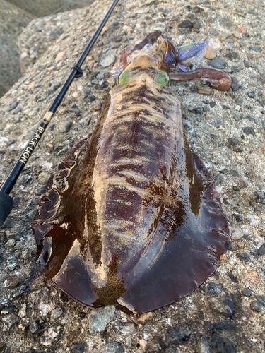 アオリイカの釣果