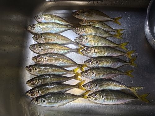 アジの釣果