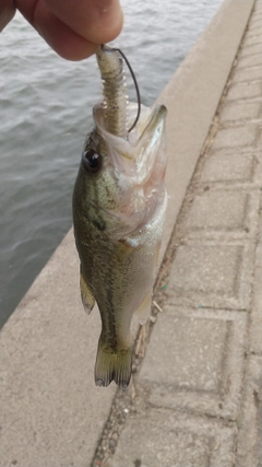 ラージマウスバスの釣果
