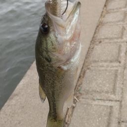 ラージマウスバス