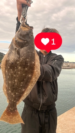 ヒラメの釣果