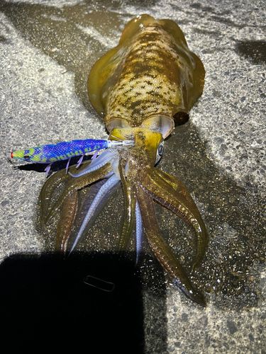 アオリイカの釣果